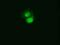 Cilia And Flagella Associated Protein 298 antibody, GTX84747, GeneTex, Immunofluorescence image 