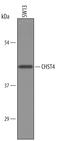 Carbohydrate Sulfotransferase 4 antibody, AF5357, R&D Systems, Western Blot image 
