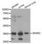 SPARC antibody, abx001359, Abbexa, Western Blot image 