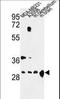 14-3-3 protein zeta/delta antibody, LS-C160705, Lifespan Biosciences, Western Blot image 
