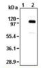 Cadherin 1 antibody, orb314755, Biorbyt, Western Blot image 