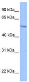 ETS Variant 5 antibody, TA343462, Origene, Western Blot image 