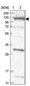 Component Of Oligomeric Golgi Complex 1 antibody, PA5-56085, Invitrogen Antibodies, Western Blot image 