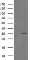Replication Factor C Subunit 2 antibody, MA5-26033, Invitrogen Antibodies, Western Blot image 