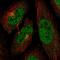 Cyclin Dependent Kinase 13 antibody, NBP2-34123, Novus Biologicals, Immunofluorescence image 