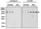 Digoxin antibody, NBP1-78618, Novus Biologicals, Western Blot image 