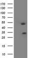 Homeobox C11 antibody, TA502574, Origene, Western Blot image 