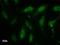 DNA-binding protein inhibitor ID-2 antibody, LS-C342552, Lifespan Biosciences, Immunofluorescence image 