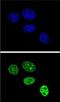Abhydrolase Domain Containing 12B antibody, orb224144, Biorbyt, Immunofluorescence image 