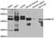 Calcium/Calmodulin Dependent Protein Kinase ID antibody, orb248042, Biorbyt, Western Blot image 