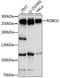 Roundabout Guidance Receptor 1 antibody, A15313, ABclonal Technology, Western Blot image 