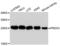 Peroxiredoxin 3 antibody, A13074, ABclonal Technology, Western Blot image 