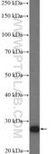 Mitochondrially Encoded ATP Synthase Membrane Subunit 6 antibody, 55313-1-AP, Proteintech Group, Western Blot image 