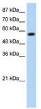 Kelch Like ECH Associated Protein 1 antibody, TA337701, Origene, Western Blot image 