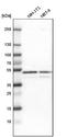 GA Binding Protein Transcription Factor Subunit Beta 1 antibody, NBP1-84028, Novus Biologicals, Western Blot image 