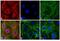 Rat IgG Isotype Control antibody, SA5-10020, Invitrogen Antibodies, Immunofluorescence image 