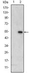 Mitogen-activated protein kinase 6 antibody, AM06607SU-N, Origene, Western Blot image 