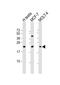 STAG3-like protein antibody, PA5-49142, Invitrogen Antibodies, Western Blot image 