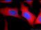 Yes Associated Protein 1 antibody, 13584-1-AP, Proteintech Group, Immunofluorescence image 