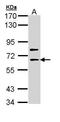 SHC-transforming protein 4 antibody, GTX111256, GeneTex, Western Blot image 