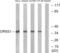 Olfactory Receptor Family 6 Subfamily S Member 1 antibody, LS-C120909, Lifespan Biosciences, Western Blot image 