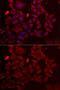 Adenylosuccinate synthetase isozyme 2 antibody, GTX32424, GeneTex, Immunofluorescence image 