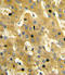 SCP 2 antibody, LS-C162901, Lifespan Biosciences, Immunohistochemistry paraffin image 