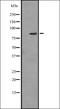 Zinc Finger And BTB Domain Containing 16 antibody, orb335421, Biorbyt, Western Blot image 