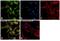 Myelin Protein Zero antibody, PA5-37179, Invitrogen Antibodies, Immunofluorescence image 