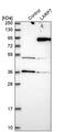 La-related protein 7 antibody, PA5-55732, Invitrogen Antibodies, Western Blot image 