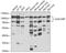 Galectin 3 Binding Protein antibody, 22-563, ProSci, Western Blot image 