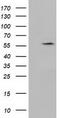 Kelch Like Family Member 2 antibody, CF501550, Origene, Western Blot image 