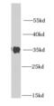 Lactate Dehydrogenase B antibody, FNab04738, FineTest, Western Blot image 