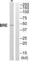 BRISC And BRCA1 A Complex Member 2 antibody, abx015067, Abbexa, Western Blot image 