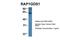 Rap1 GTPase-GDP dissociation stimulator 1 antibody, PA5-45009, Invitrogen Antibodies, Western Blot image 
