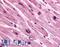 Cholinergic Receptor Muscarinic 3 antibody, LS-A1421, Lifespan Biosciences, Immunohistochemistry paraffin image 