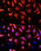 Actinin Alpha 2 antibody, 19-132, ProSci, Immunofluorescence image 