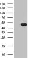 Dynein Axonemal Heavy Chain 6 antibody, CF812182, Origene, Western Blot image 