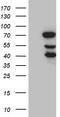 RNA polymerase II elongation factor ELL antibody, LS-C792586, Lifespan Biosciences, Western Blot image 