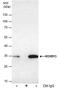 Homeobox B13 antibody, PA5-78327, Invitrogen Antibodies, Immunoprecipitation image 