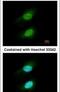 COP9 Signalosome Subunit 5 antibody, PA5-29872, Invitrogen Antibodies, Immunofluorescence image 