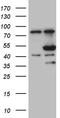 Fc Receptor Like B antibody, TA809336S, Origene, Western Blot image 
