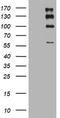 ALK Receptor Tyrosine Kinase antibody, TA801232AM, Origene, Western Blot image 