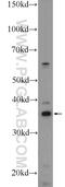 Growth arrest-specific protein 1 antibody, 17903-1-AP, Proteintech Group, Western Blot image 