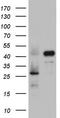 RNA Binding Fox-1 Homolog 1 antibody, LS-C789791, Lifespan Biosciences, Western Blot image 
