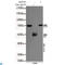 X-Ray Repair Cross Complementing 6 antibody, LS-C813029, Lifespan Biosciences, Immunoprecipitation image 