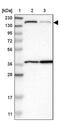 Sterile Alpha Motif Domain Containing 9 antibody, PA5-54378, Invitrogen Antibodies, Western Blot image 