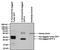 His tag antibody, MA1-135, Invitrogen Antibodies, Immunoprecipitation image 