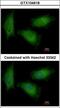 TPIS antibody, LS-C185633, Lifespan Biosciences, Immunocytochemistry image 