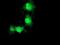 RNA Polymerase II Subunit J2 antibody, NBP2-03649, Novus Biologicals, Immunocytochemistry image 